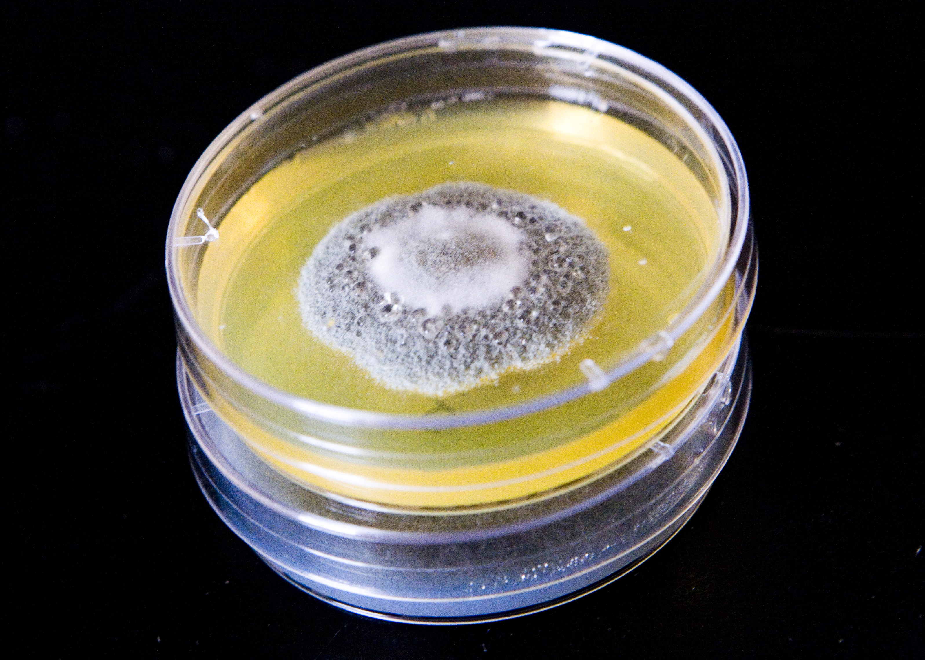 Penicillium swiecickii 182 6C1 grown on an agar plate. Image by Adriana Romero-Olivares.