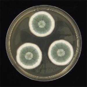 Photo of Penicillium thymicola DAOMC 180753 v1.0