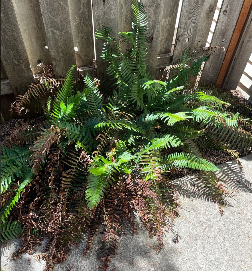 Source plant where Periconia celtidis DY2 was isolated. Image by Davis Yokana. See <a href="https://www.inaturalist.org/observations/173100950">iNaturalist observation</a> for more details.