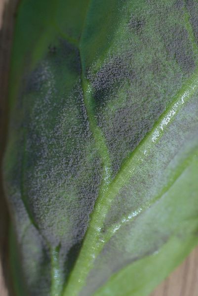 Peronospora effusa