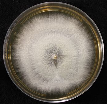 Pestalotiopsis sp. NC0098 on 2% malt extract agar (MEA). photo credit: J. M. U’Ren.