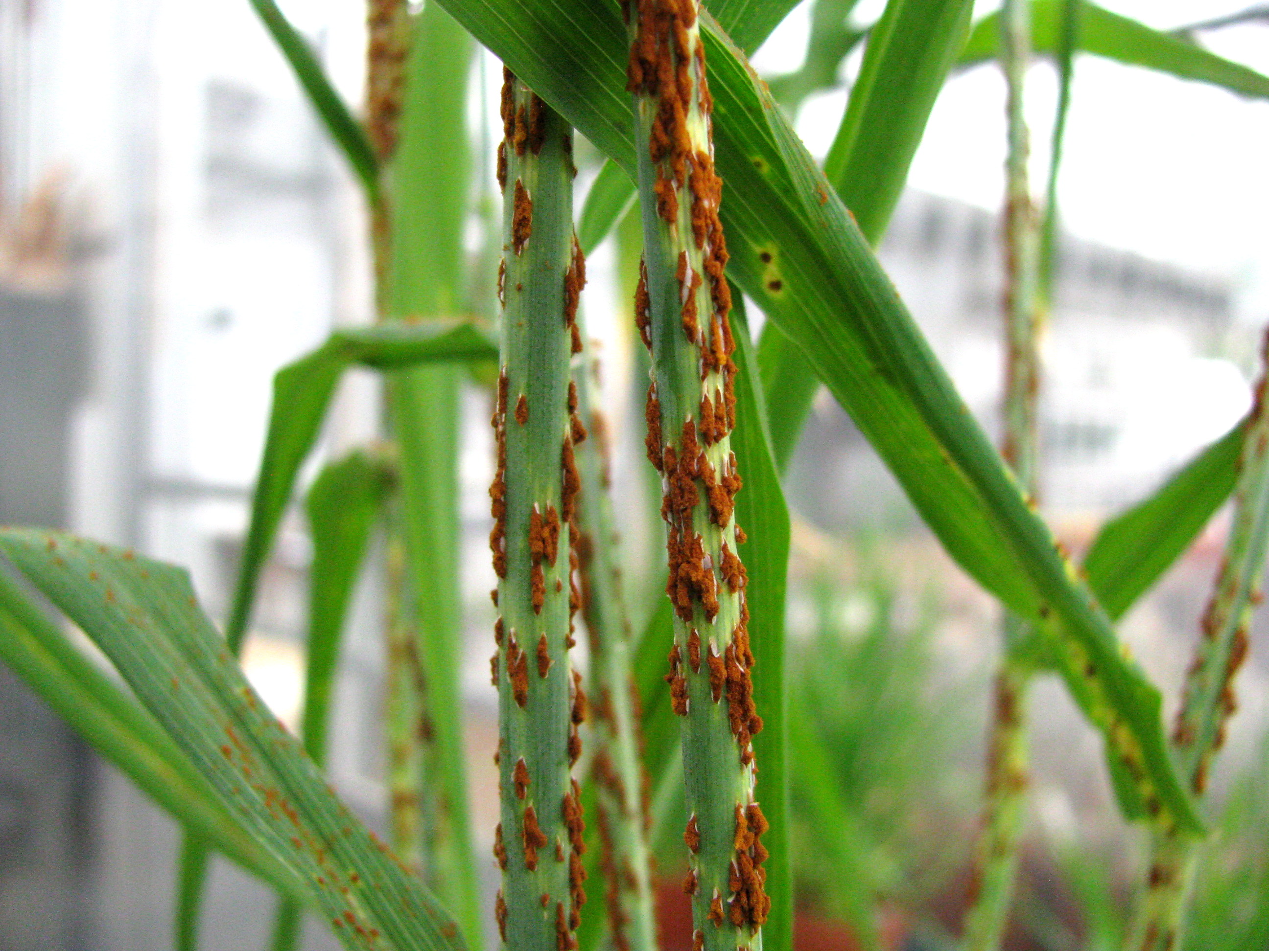 Stem rust on wheat, caused by Puccinia graminis f. sp. tritici. Credit: Prof Zacharias Pretorius