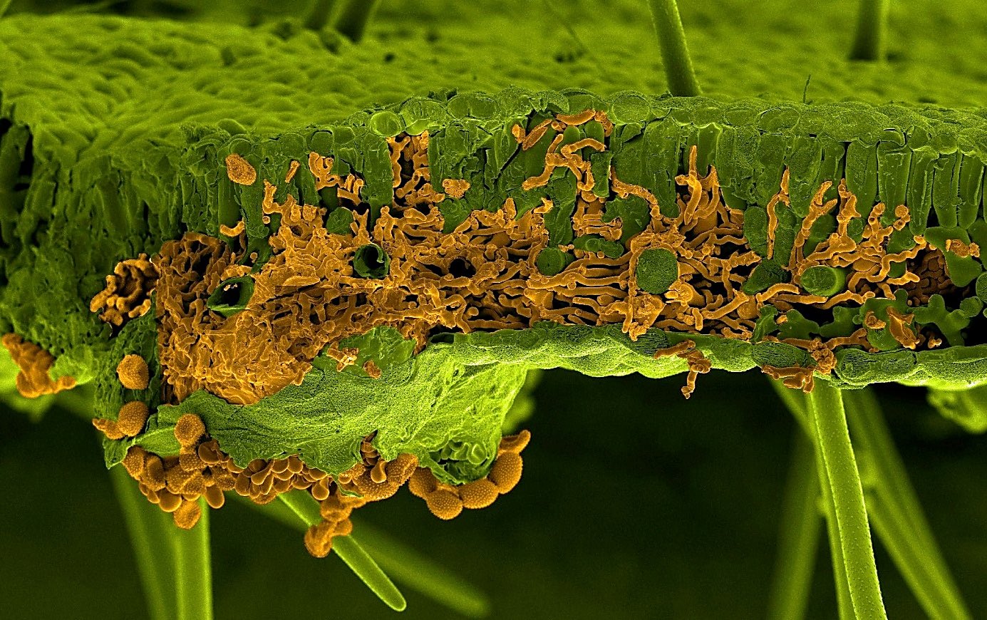 Scanning electron microscopy picture of a soybean leaf infected by the rust fungus Phakopsora pachyrhizi. The leaf and the fungus were artificially painted in green and in orange, respectively. The section shows invading infection hyphae of the fungus inside the leaf mesophyll, whereas the spores are visible below the leaf breaking through the lower epidermis (Picture by U. Steffens, Bayer Crop Science).