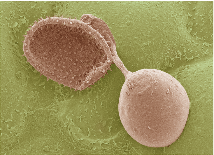 Scanning electron micrograph of a germinated urediniospore of P. pachyrhizi that developed a germ tube and an appressorium on a soybean leaf. 