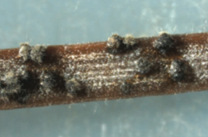 Pycnidia forming on pine needles.