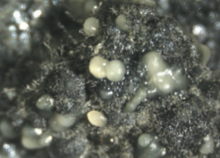 Pycnidia forming on pine malt extract agar.