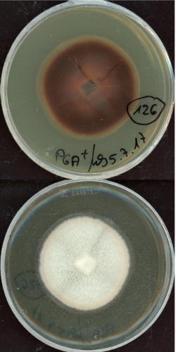Leotiomycetes sp. MPI-SDFR-AT-0126 growing in the lab.