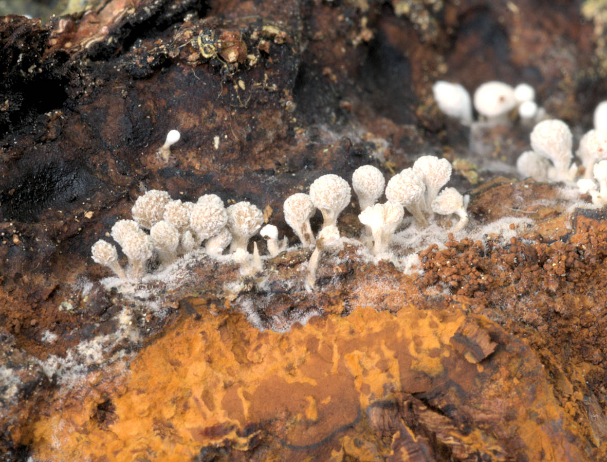 Phleogena faginea fruiting bodies growing on Inonotus obliquus -induced cancers on birch bark in Lammi, southern Finland (collection Otto Miettinen 21355). [Photo credit: Otto Miettinen]