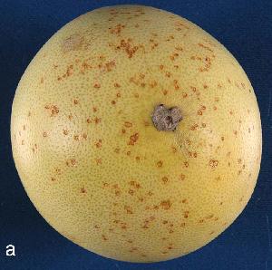 Symptoms on fruit of Citrus maxima.