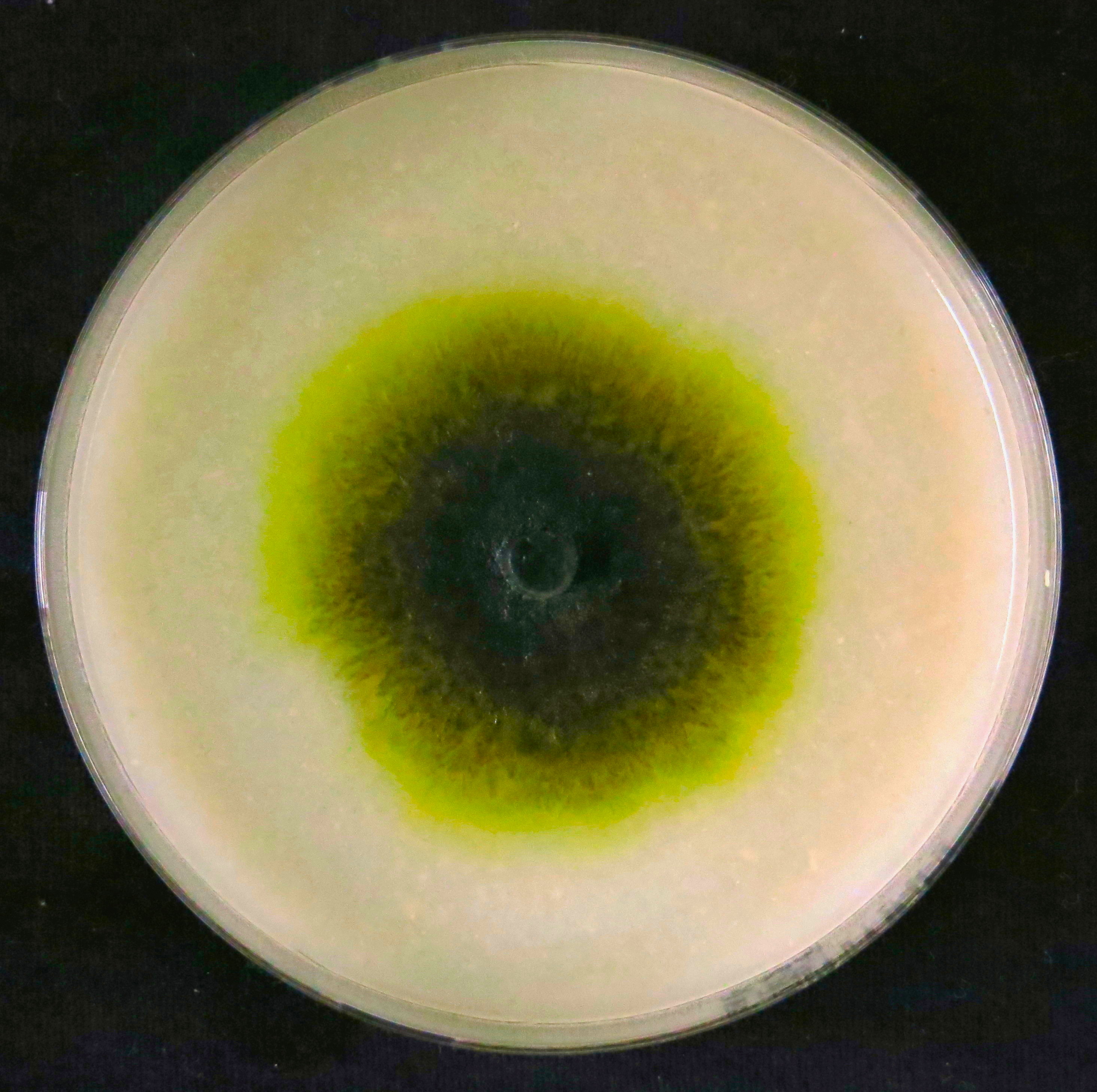 Colony growing on Oat Meal Agar.