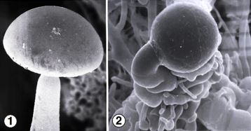 Fig 1) Strongly phototropic terminal sporangium and sporangiophore of Pilaria anomala. Fig 2) suspensors and darkly pigmented zygospore of P. anomala. Photos by Kerry O'Donnell