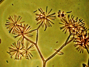 Piptocephalis cylindrospora is a mycoparasitic member of the subphylum Zoopagomycotina, a phylum of the former Zygomycota. Zoopagomycotina are known as diverse parasites of nematodes, rotifers, amoebae, fungi and other hosts. P. cylindrospora is obligately parasitic on Mucorales and infects the host through means of specialized haustoria. Haustoria are branched, walled cells that penetrate the host cell wall and are used for energy extraction. Strain RSA2659 is cultivated on the Mucoraceous mold Cokeromycesrecurvatus. Aerially dispersed spores of the parasite are produced in merosporiangia, sporangia with few spores, produced in a linear manner. Piptocephalis is the first sequenced member of the subphylum. A goal of this project is to understand the deep phylogeny of the early terrestrial fungi considered zygomycetes that produce whose sexual state is limited to a single cell, the zygosporangium. Because of its obligate parasitism, single cell genomics methods were used for genome sequencing.

Piptocephalis is characterized by the production of relatively large, brownish sporophores that exhibit three-dimensional dichotomous branching. Each terminal branch of P. cylindrospora ends in a deciduous head cell bearing the merosporangia.
