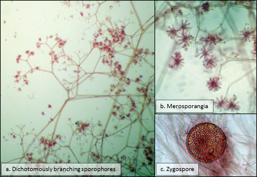 Piptocephalis tieghemiana sporophores (a), merosporangia (b) and zygospores (c). Images by Jerry Benny.