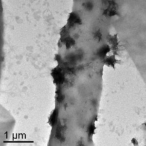 Transmission electron microscope (TEM) image showing hypha of Plectosphaerella cucuminera DS2psM2a2.  Dark (electron dense) clusters along the exterior of the cell wall are aggregates of Mn-oxide minerals produced by the fungus.