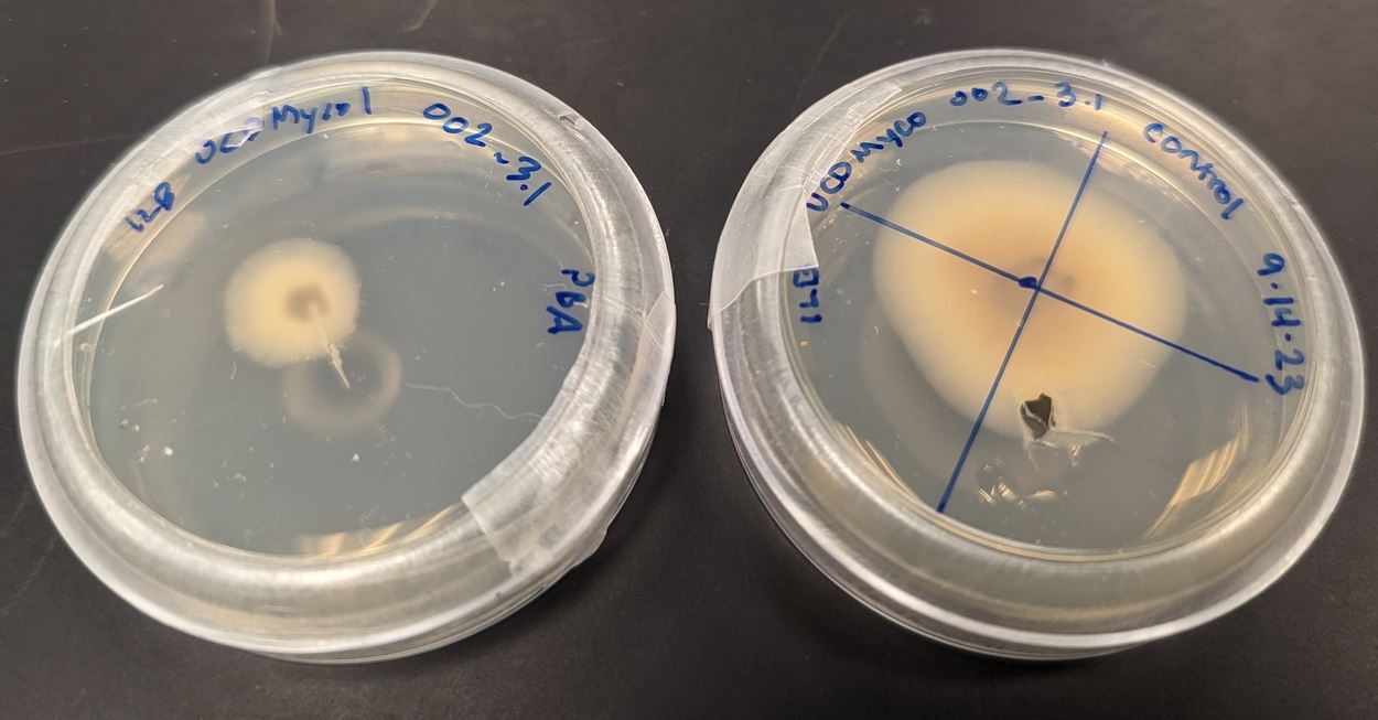 Pleosporales sp. UCDMyco 002 3.1 growing on potato dextrose agar. Image by Isabella Briganti. See <a href="https://www.inaturalist.org/observations/191214843">iNaturalist observation</a> for more details.