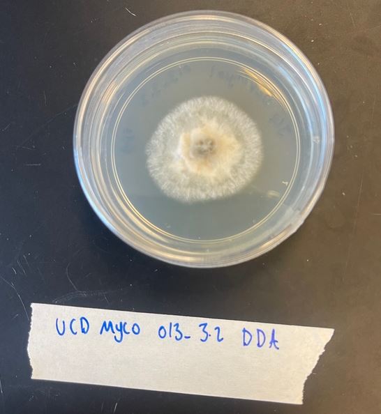 Alternaria sp. Myco 013-3.2 growing on potato dextrose agar. Image by Jose Gonzalez. See <a href="https://www.inaturalist.org/observations/191216313">iNaturalist observation</a> for more details.