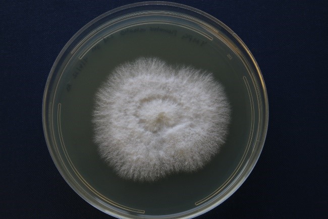 Pleurotus ostreatus DSM11191 growing on yeast malt peptone glucose agar [Photo credit: Alexa Schwartz]