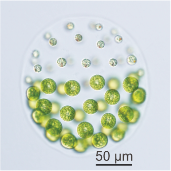 Photo of Pleodorina starrii NIES-4481 (female) asexual colonies from
Dr. Kohei Takahashi.