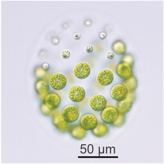 Photo of Pleodorina starrii NIES-4481 (female) female colonies from
Dr. Kohei Takahashi.