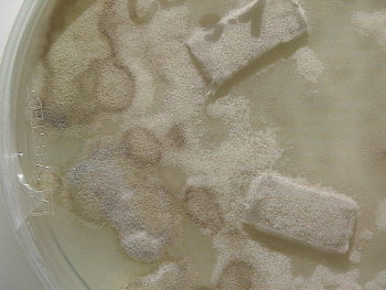 Podospora appendiculata growing in the lab.