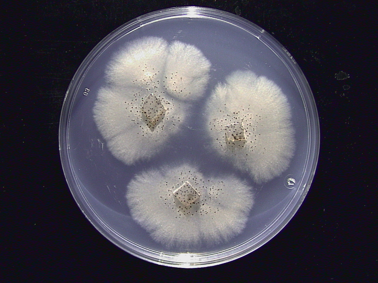 Image: Pfibrinocaudata.jpg