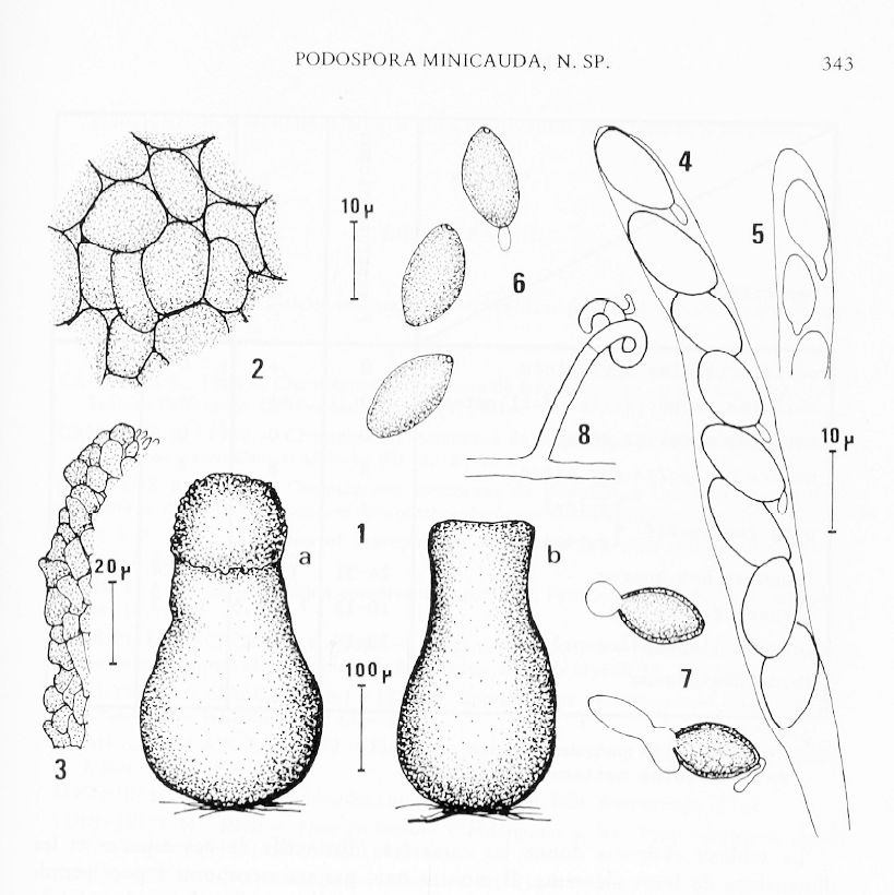 Ascocarps (1), peridium (2,3), ascus (4,5), ascospores (6,7), and primordium (8) of Podospora minicauda