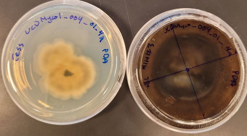 Preussia procaviae UCDMyco 009 01.4 growing on potato dextrose agar. Image by Jessica Loeffler. See <a href="https://www.inaturalist.org/observations/191215209">iNaturalist observation</a> for more details.