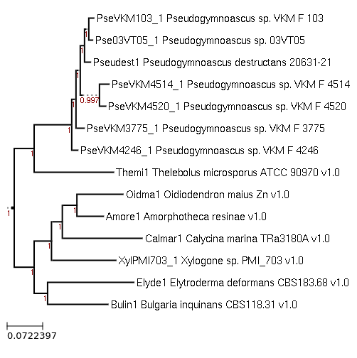 FastTree for Pseudogymnoascus sp. VKM F-3775