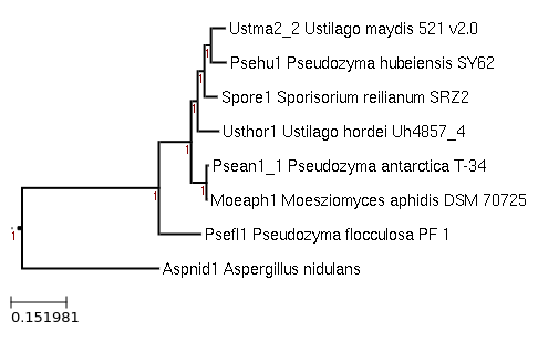 The species tree image of Pseudozyma
flocculosa PF-1 and related species