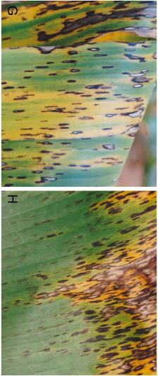 Leaf symptoms of Pseudocercospora musae.