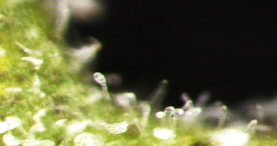 A close up of Pseudoidium neolycopersici growing on tomato leaf surface.