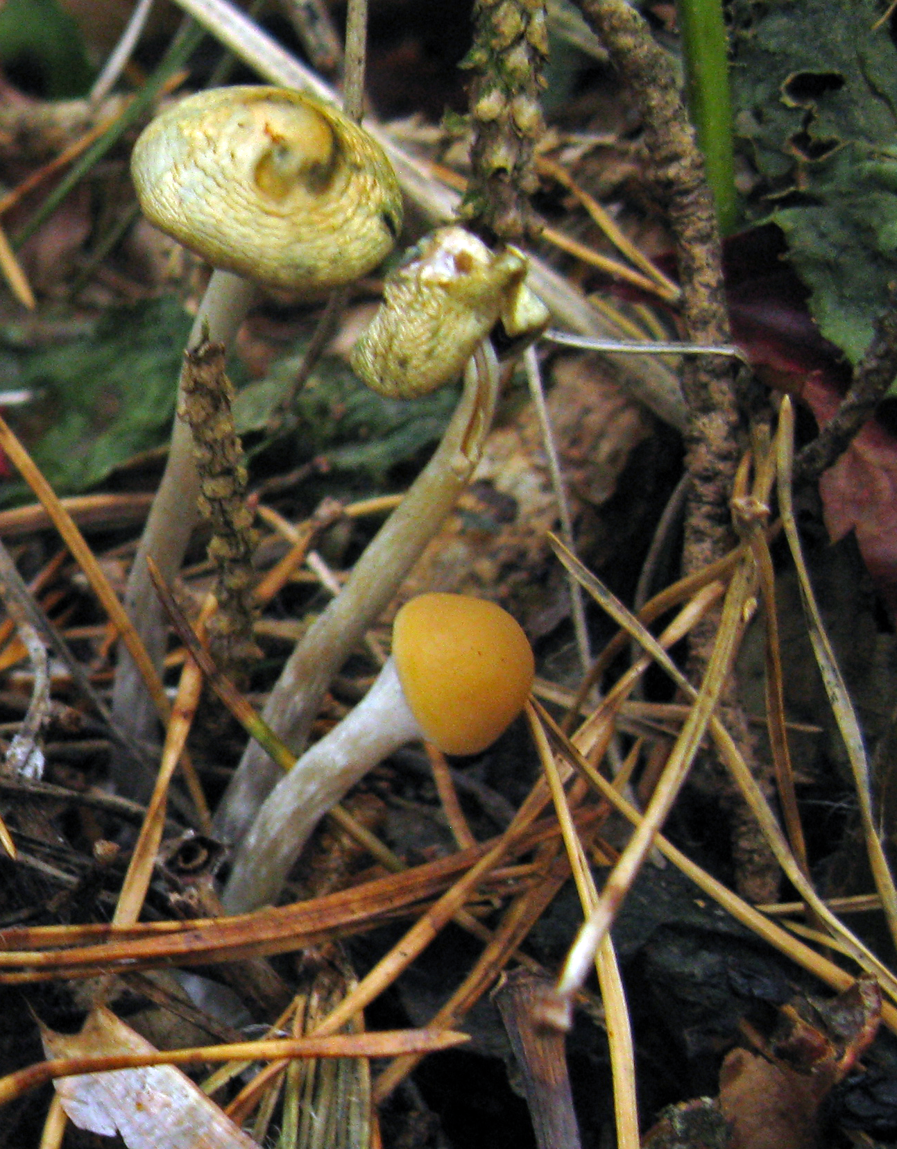Young and aged carpophores of Psilocybe serbica. Note the blueing of the mature specimens which indicates psilocybin breakdown. Photo credit: Matthias Gube.