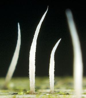 Photo of Pterula gracilis CBS309.79 v1.0