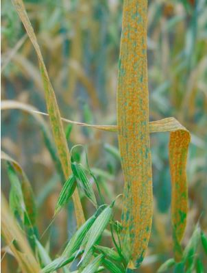Puccinia coronata f. sp. avenae infection in cultivated oat. Image
provided by Dr. Melania Figueroa.