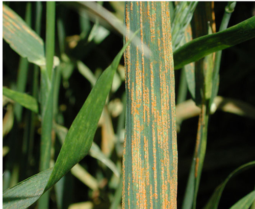 Puccinia striiformis on wheat. Image by the Agricultural Research Institute.