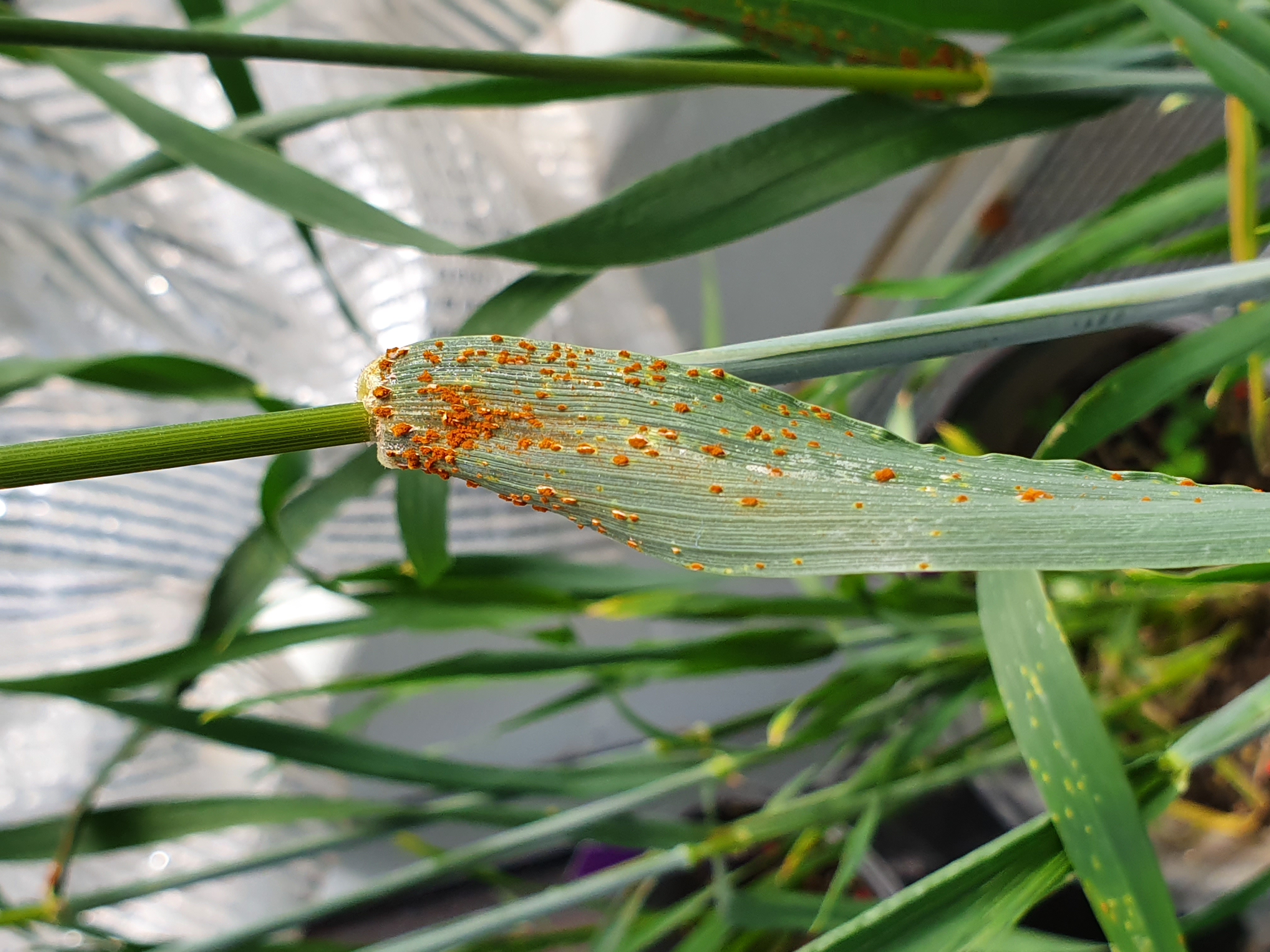 Puccinia triticina on wheat. Image by Rohit Mago.