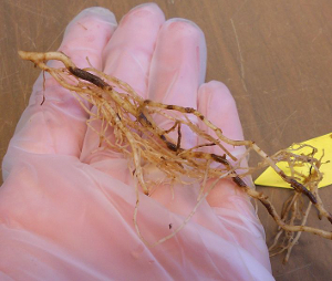Tomato roots showing symptoms of corky root rot