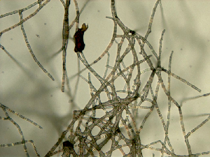 Light microscope image showing hyphae of Pyrenochaeta sp. DS3sAY3a.  Dark brown particle attached to hyphae is an aggregate of Mn-oxide minerals produced by the fungus.  Field of view is 0.95 mm. 