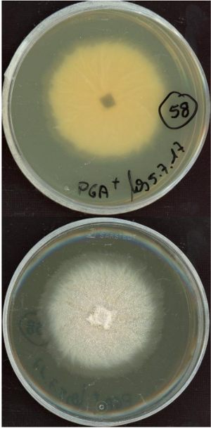 Rhexocercosporidium sp. MPI-PUGE-AT-0058 growing in the lab.
