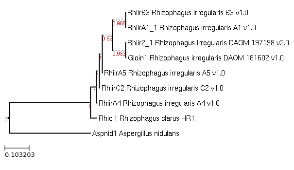 Rhizophagus clarus HR1