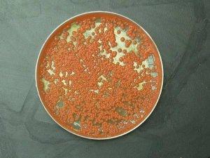 Image of Rhodotorula graminis strain WP1 in a Petri dish. 
