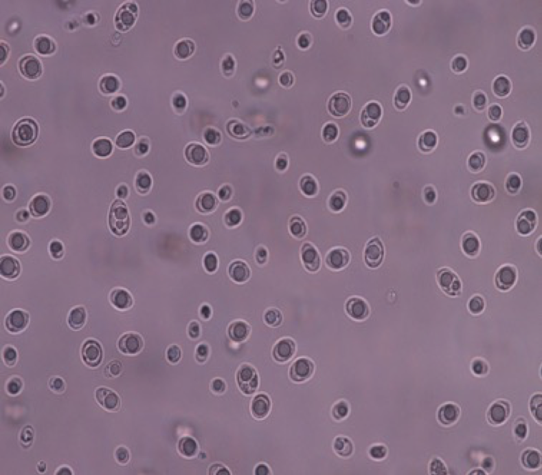 R. diobovatum cells grown on GMY medium 10x magnification
Picture credit: Irene U. Fakankun
