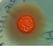 Successful mating of R. toruloides. Brown teliospores are produced on MYP agar plates after mixing MAT A1 and MAT A2 haploids. Image by Jeffrey Skerker 
