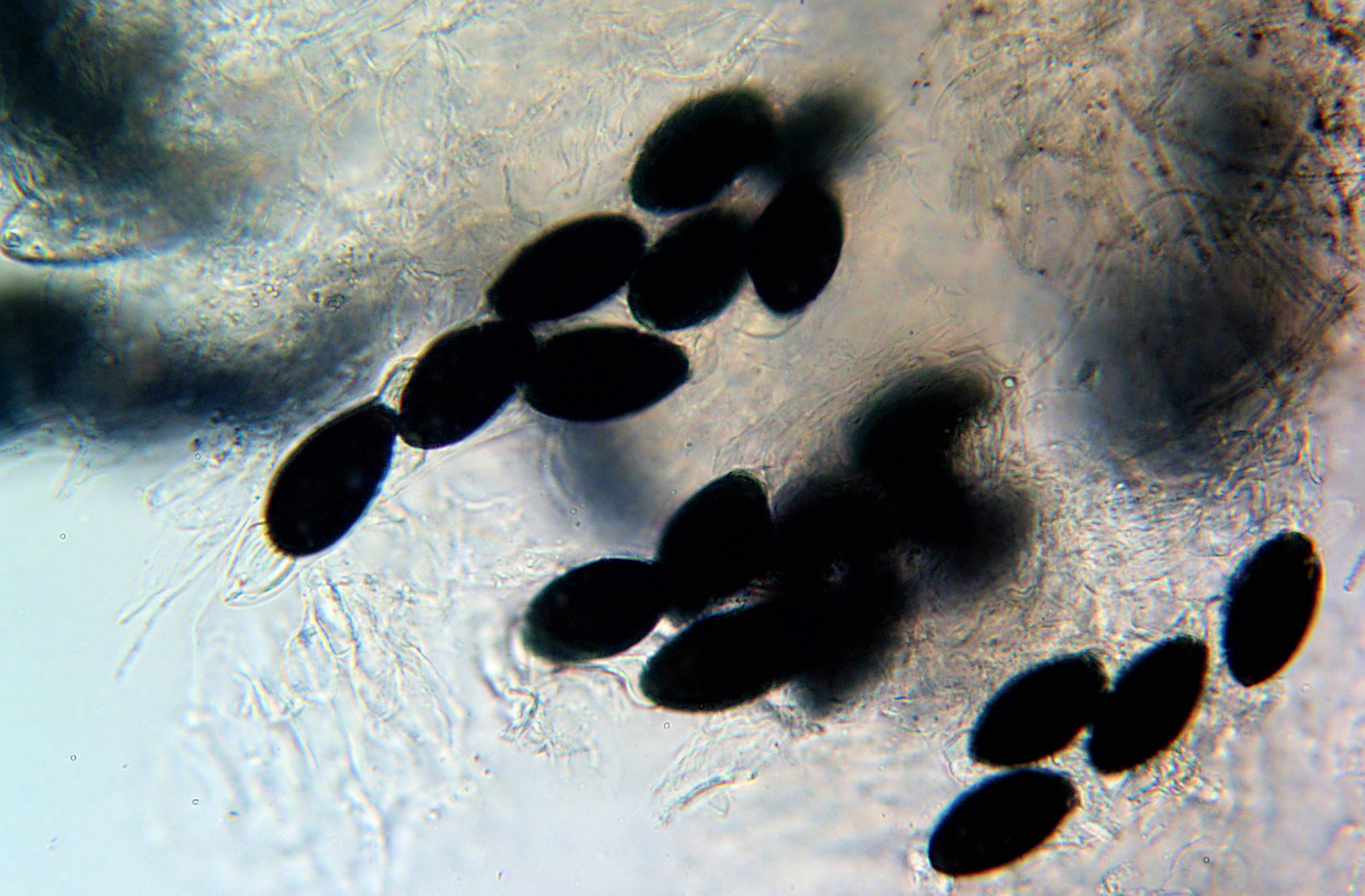 Podospora decipiens