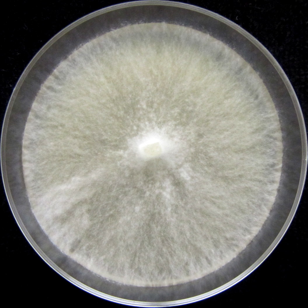 Photo of Rosellinia corticium 1501 v1.0