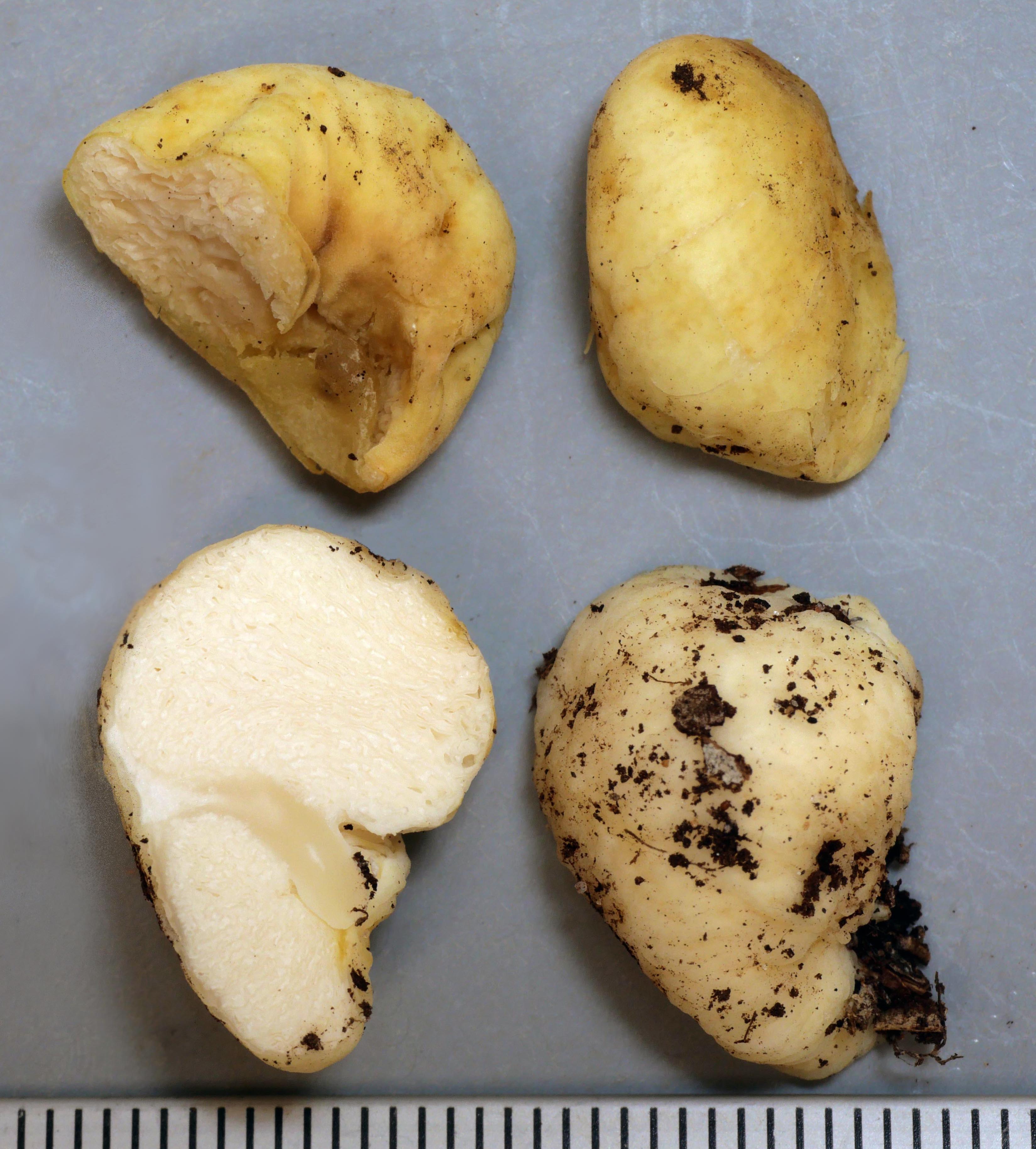 Russula sp. KIS8R