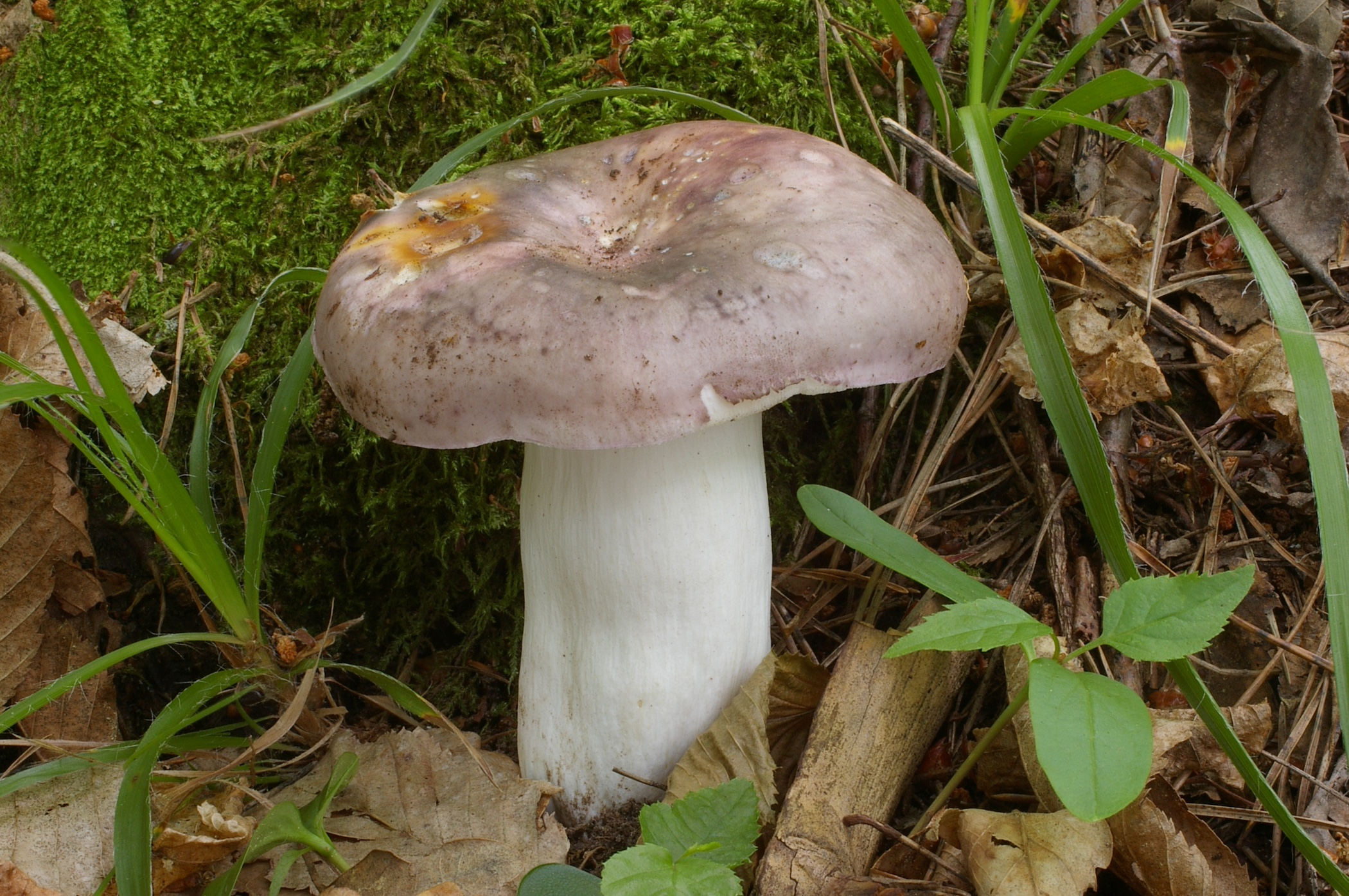 Russula cyanoxantha. Photo credit: Jan Borovicka.