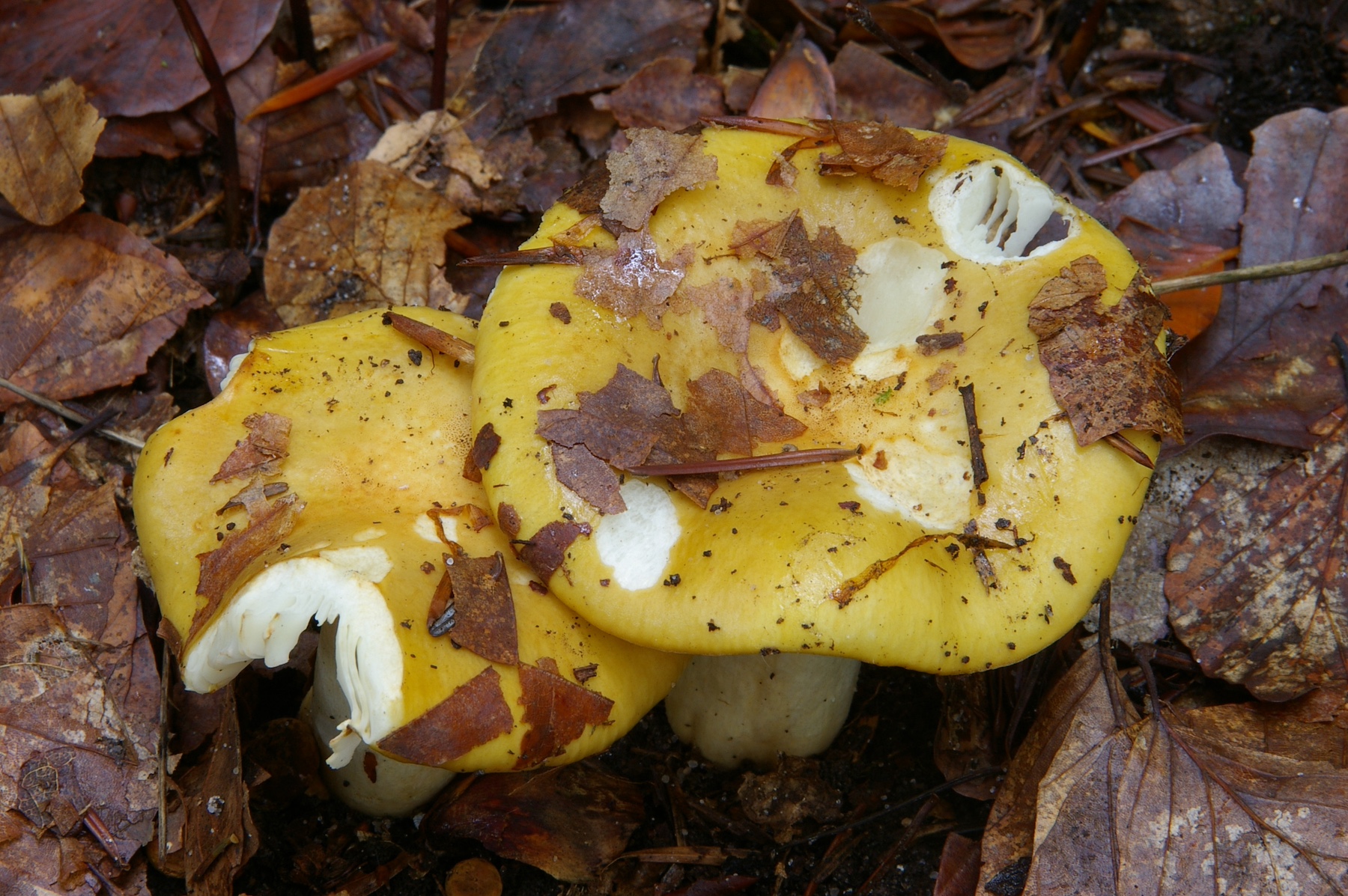 Russula ochroleuca. Photo credit: Jan Borovicka.