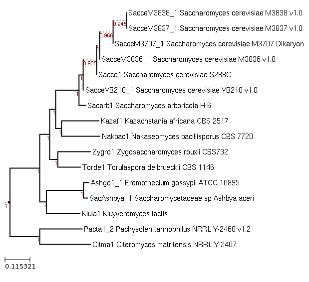 Maximum-Likelihood phylogeny generated by FastTree for Saccharomycetaceae sp Ashbya aceri and related species