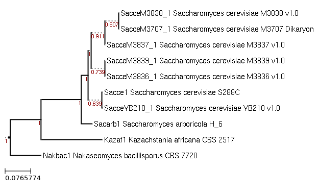 Photo of Saccharomyces arboricola H-6